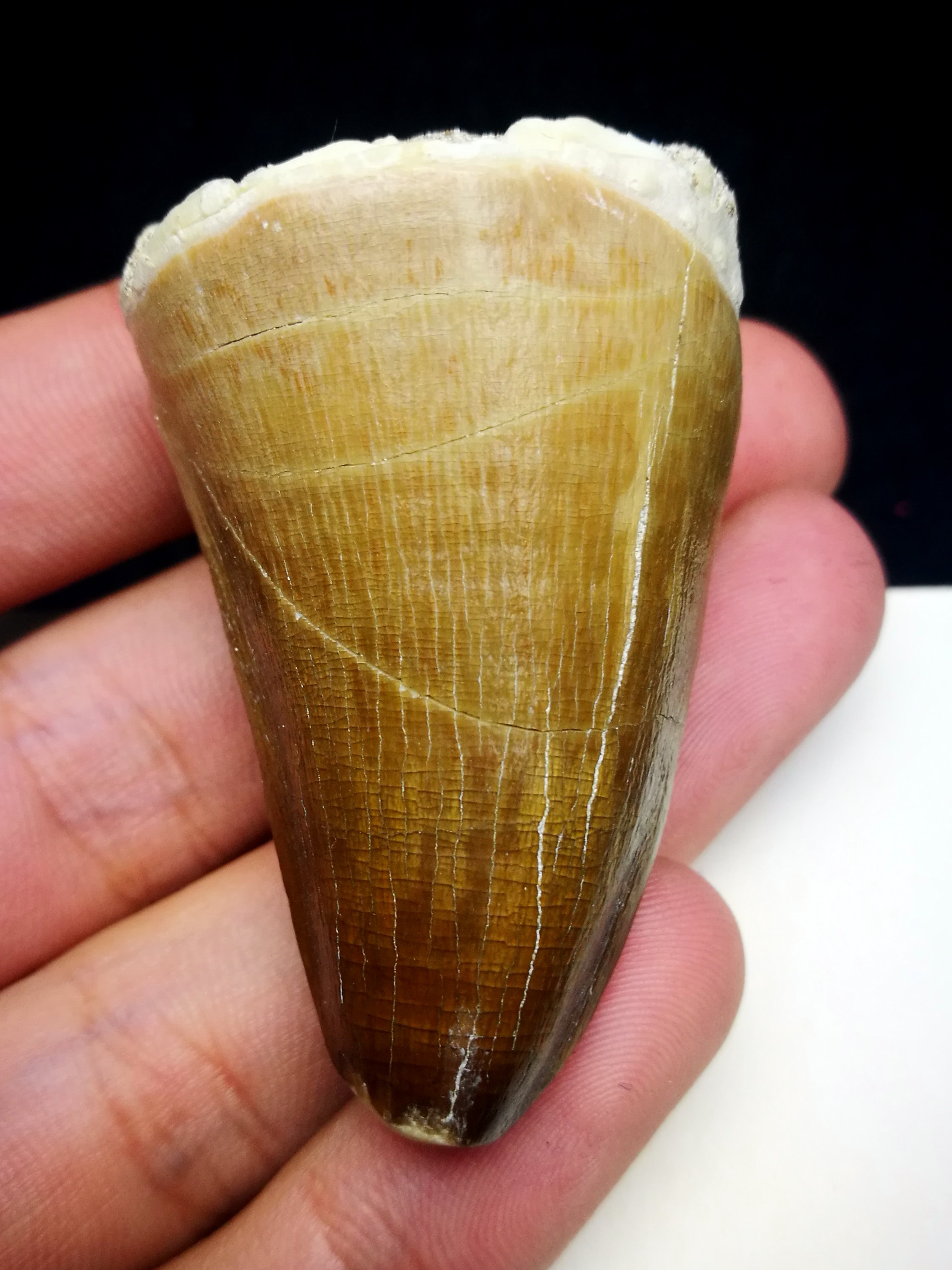 mosasaur tooth price